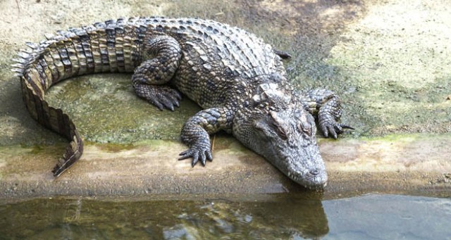  Buaya  Naik Ke darat  Hingga ke Pemukiman Warga  MITRATODAY